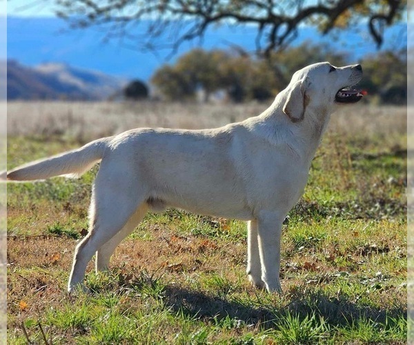 Medium Photo #1 Labrador Retriever Puppy For Sale in BROWNS VALLEY, CA, USA