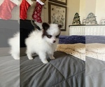 Small Photo #3 Pomeranian Puppy For Sale in WINTERS, CA, USA