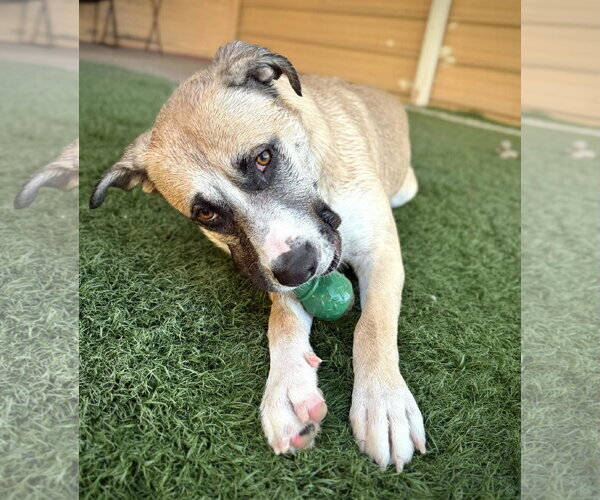 Medium Photo #11 American Staffordshire Terrier-Siberian Husky Mix Puppy For Sale in Phoenix, AZ, USA