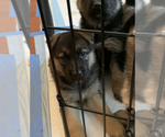 Small Photo #24 German Shepherd Dog-Siberian Husky Mix Puppy For Sale in LOS GATOS, CA, USA