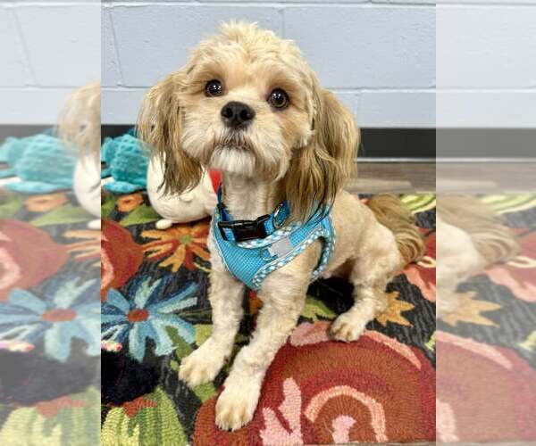 Medium Photo #4 Lhasa Apso Puppy For Sale in Lee's Summit, MO, USA