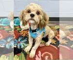 Small #3 Lhasa Apso