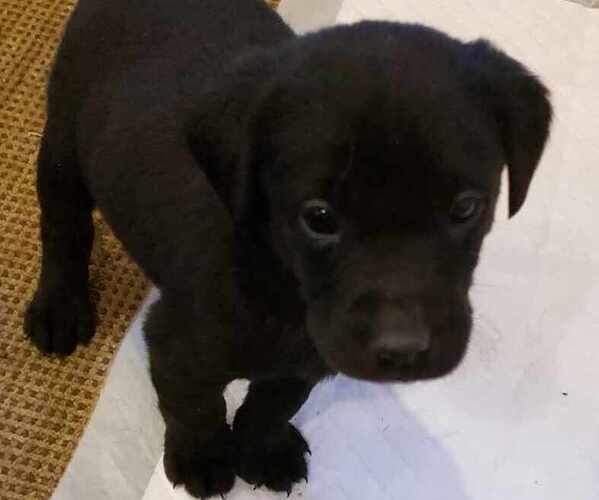 Medium Photo #1 Labrador Retriever Puppy For Sale in COLOGNE, MN, USA