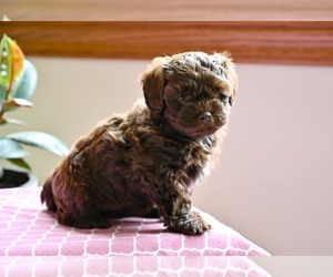 Shih-Poo Puppy for sale in MILLERSBURG, OH, USA