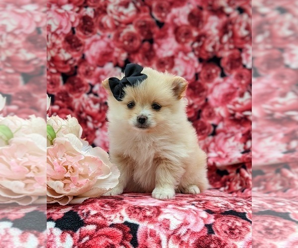 Medium Photo #2 Pomeranian Puppy For Sale in LINCOLN UNIVERSITY, PA, USA