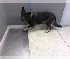 German Shepherd Dog Dogs for adoption in Tallahassee, FL, USA