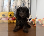 Yorkipoo puppie - Male Yorkipoo Puppy for Sale - Photo #9