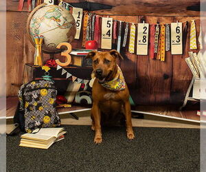 Mutt Dogs for adoption in Sanford, FL, USA