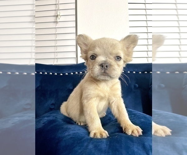 Medium Photo #16 French Bulldog Puppy For Sale in AGOURA HILLS, CA, USA