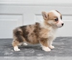 Small #3 Pembroke Welsh Corgi