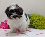 Small #9 Havanese