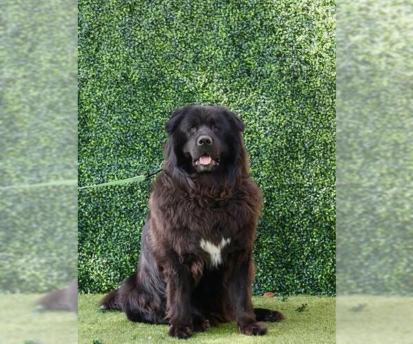 Medium Photo #4 Chow Chow-Unknown Mix Puppy For Sale in Naples, FL, USA
