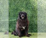 Small #3 Chow Chow Mix