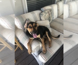German Shepherd Dog-Unknown Mix Dogs for adoption in PIPE CREEK, TX, USA