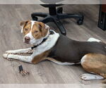 Small #21 Beagle Mix