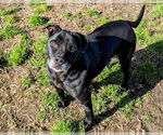 Small #2 American Pit Bull Terrier Mix