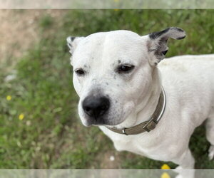 Mutt Dogs for adoption in Tulsa, OK, USA