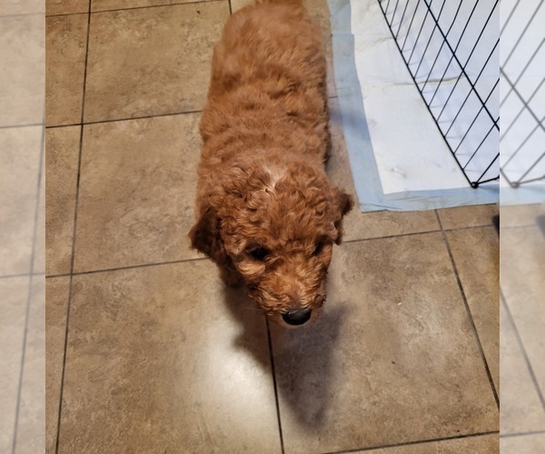 Medium Photo #3 Goldendoodle Puppy For Sale in FRESNO, CA, USA