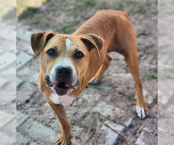 Medium Photo #2 American Pit Bull Terrier Puppy For Sale in Ocala, FL, USA