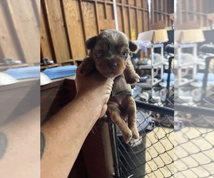 Yorkshire Terrier Puppy for sale in WHITE OAK, GA, USA