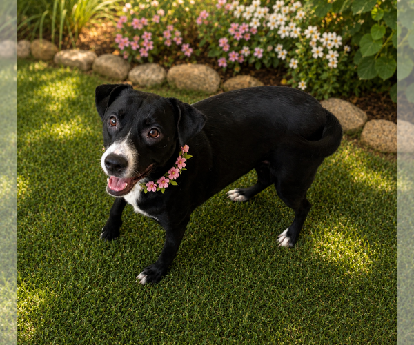 Medium Photo #3 Labbe Puppy For Sale in Phoenix, AZ, USA