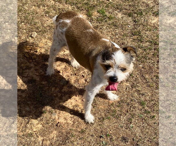 Medium Photo #4 Mutt Puppy For Sale in Bryant, AR, USA