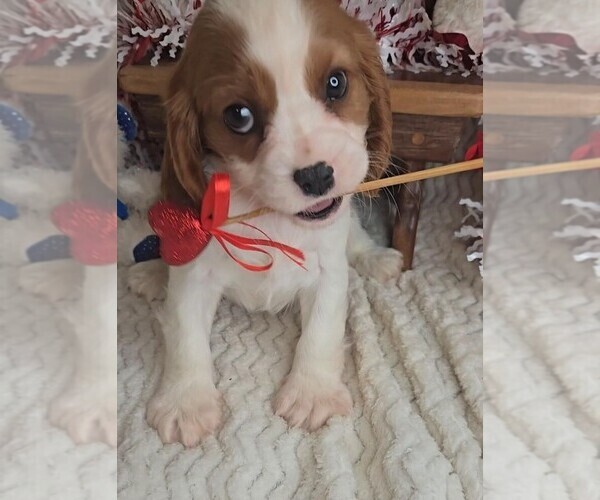 Medium Photo #1 Cavalier King Charles Spaniel Puppy For Sale in JASONVILLE, IN, USA
