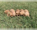 Small #1 Golden Retriever