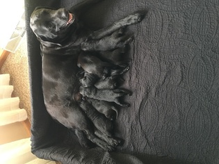 Mother of the Labrador Retriever puppies born on 08/11/2017