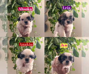 Shih Tzu Puppy for sale in EXETER, CA, USA