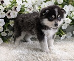 Small #4 Pomsky
