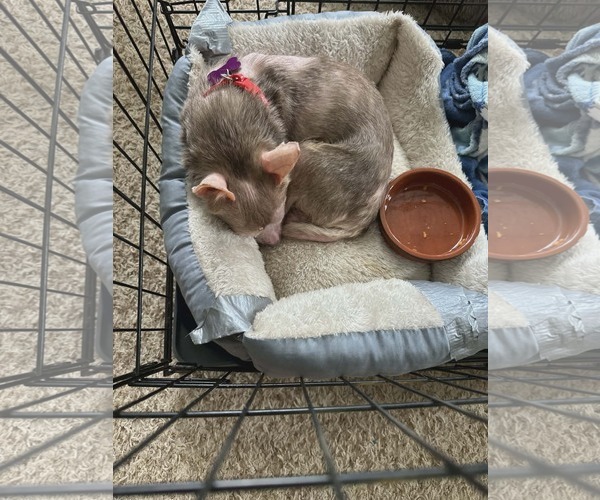 Medium Photo #2 Chihuahua-Unknown Mix Puppy For Sale in Spring Lake, NC, USA