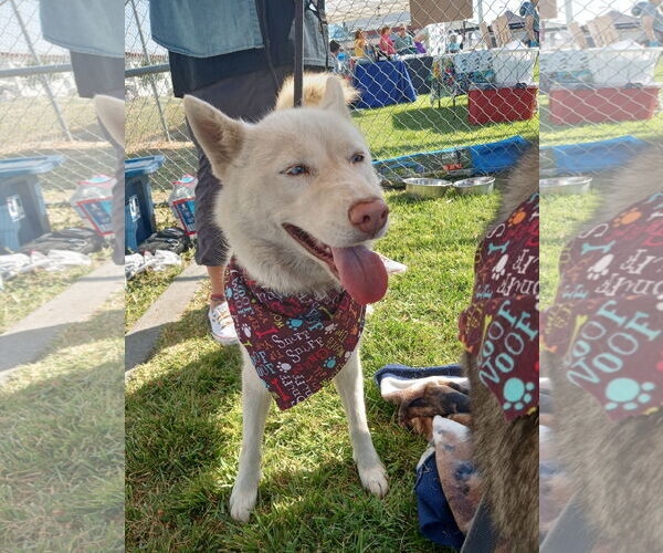 Medium Photo #9 Siberian Husky Puppy For Sale in Pacific grove , CA, USA