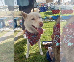 Blossom - Female Siberian Husky Dog for Adoption - Photo #9