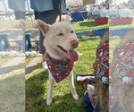 Small #8 Siberian Husky