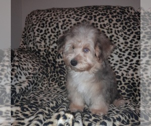Poodle (Toy)-YorkiePoo Mix Puppy for sale in SHELBY, NC, USA