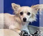 Fennec - Male Chihuahua Dog for Adoption - Small photo
