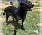 Small #1 Labrador Retriever Mix