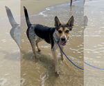 Small Australian Cattle Dog Mix