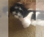 Small Photo #5 Shih Tzu Puppy For Sale in GOODYEAR, AZ, USA