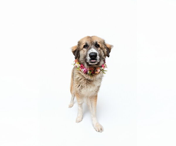 Medium Photo #4 Anatolian Shepherd-Unknown Mix Puppy For Sale in Houston, TX, USA