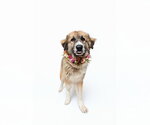 Small #3 Anatolian Shepherd Mix