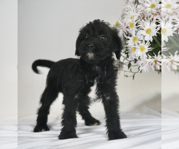 Medium Photo #3 Bossi-Poo Puppy For Sale in BRISTOL, IN, USA