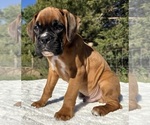 AKC Art - Male Boxer Puppy for Sale - Photo #12