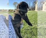 Puppy Grey Mastador