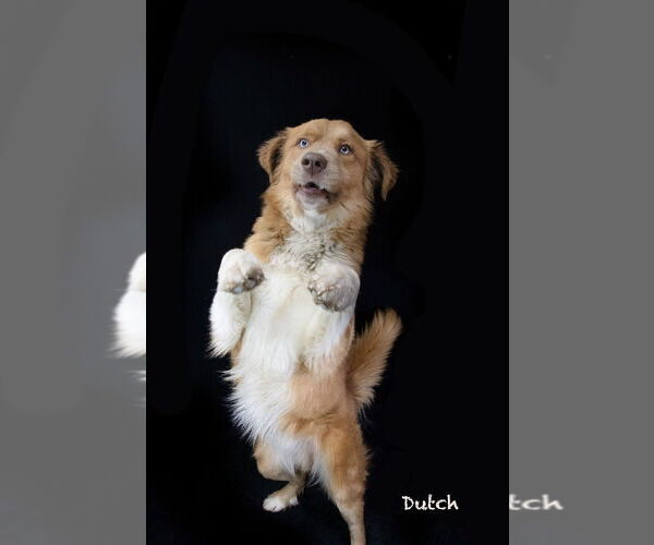 Medium Photo #3 Australian Retriever Puppy For Sale in Hot Springs Village, AR, USA