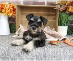 Landon - Male Schnauzer (Miniature) Puppy for Sale - Photo #4