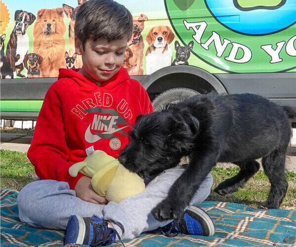 Medium Photo #37 Black Russian Terrier Puppy For Sale in S CHARLESTON, WV, USA