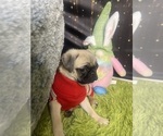 Small Photo #12 Pug Puppy For Sale in ARLINGTON, TX, USA