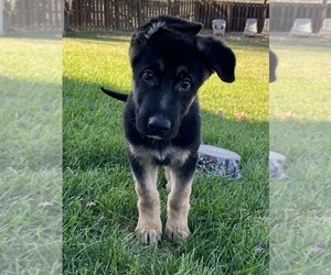 German Shepherd Dog Puppy for sale in GREENWOOD, IN, USA